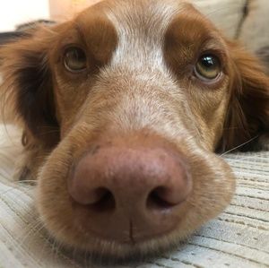 Meet your Posher, Deanne